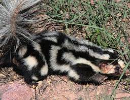 The north american cougar lives in various places and habitats. American Hog Nosed Skunk Life Expectancy