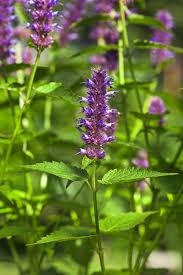 After dying in a domain, you are automatically teleported to the nearest statue of the seven? How To Grow And Care For Peppermint Plants Gardener S Path