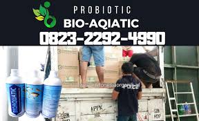 Memuaskan 0823 2292 4990 Jual Probiotik Ikan Bandeng Kirim Bali Harga Probiotik Tambak Ikan Bandeng Bali Probiotik Untuk Tambak Ikan Dengan Gambar Probiotik Ikan