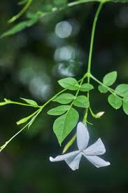 Image result for Jasminum grandiflorum