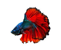We did not find results for: Fighting Fish Red Blue White Background Isolate By Sy Sarayut Blue White Background White Background Blue And White