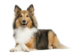 If your dog has a vitamin deficiency or a medical condition, there are many supplements on the market. Supplements For A Gorgeous Coat Animal Wellness Magazine