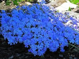 Blauer Polsterplox Emerald Blue Subulata Garten Bepflanzen Bodendecker Pflanzen