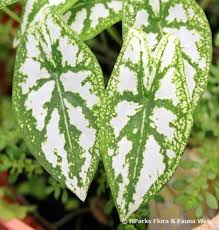 Image result for Ecbolium hastatum