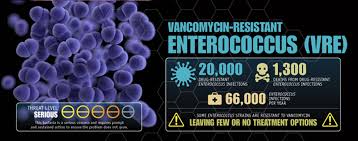Image result for Vancomycin Resistant Enterococcus