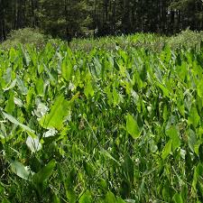 Image result for Thalia geniculata