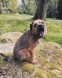 Border Terrier Breed Information Guide Quirks Pictures