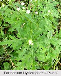 Image result for Parthenium