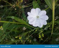 Image result for Ipomoea pes-tigridis