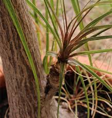 Brighterblooms.com has been visited by 10k+ users in the past month Ponytail Palms Replanting Transplanting Propagation Make Multiple Trunks