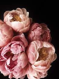Romance Good Fortune Prosperity In 2021 Beautiful Flowers Beautiful Flowers Photography Pretty Flowers
