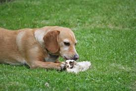 Abhängig vom gift und von der giftmenge treten vergiftungserscheinungen sofort oder wenige stunden nach der giftaufnahme auf. Giftkodergefahr Beim Hundespaziergang Was Tun Im Ernstfall Easy Dogs