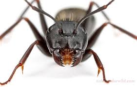 English Majors Discover A New Species In Manhattan Everywhere Ant Species Black Carpenter Ants Species