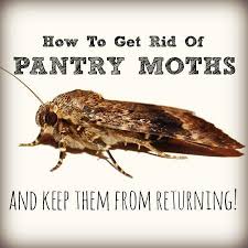 How To Get Rid Of Pantry Moths For Good Pantry Moths Meal Moths Moth