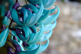 Special people deserve special gifts! The Rarest Flowers In The World Luxury Activist
