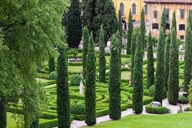 Image result for Cupressus sempervirens