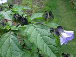 Image result for Nicandra