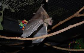 Can you buy a bat as a pet. Pet Bats For Sale Thinking About Buying A Pet Bat Then You Need To Read This First