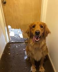 Pin By Maz Dave On Dogs Pets Dogs Animal Pictures