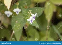 Image result for Justicia striata
