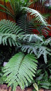 Image result for Didymochlaena