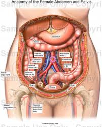 Find & download the most popular female anatomy photos on freepik free for commercial use high quality images over 7 million stock photos. Female Anatomy Abdomen Anatomy Drawing Diagram