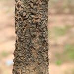 Image result for Ormocarpum kirkii