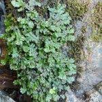 Image result for Hymenophyllum hirsutum