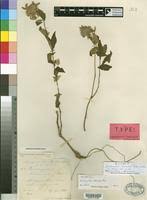 Image result for Lepidagathis scariosa