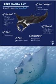Pin On Marine Animals