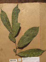 Image result for Annickia