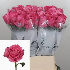 Shop floral supplies 125+ varieties, colors white to purple for your pinterest board Rose All 4 Love 90cm Wholesale Dutch Flowers Florist Supplies Uk