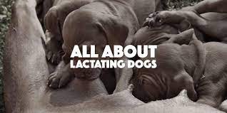 Guide To Lactating Dogs Milk Production And Lactation Failure