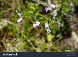 Image result for Hypoestes triflora