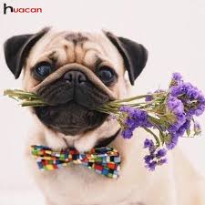 5d Diamond Painting Bow Tie Pug With Lavender Bouquet Kit Dog Flower Birthday Pug Happy Birthday Pictures