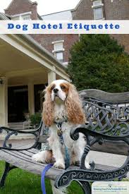 Dog Friendly Vacations Pet Friendly Hotels Dog Friendly Hotel Dog Etiquette Dog Friendly Vacation Dog Friendly Hotels Pet Friendly Hotels