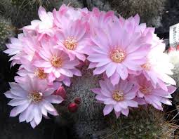 Christmas cactus plants ( schlumbergera bridgesii ) are epiphytes that grow naturally in trees in brazil. 3154 3161 2011 05 0 Cactus Flower Cactus Plants Cactus Care
