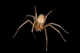 It is reddish and reveals fang. Brown Recluse Spider Bites Are Often Misdiagnosed Shots Health News Npr