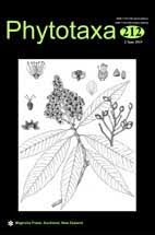 Image result for Tridactyle stevartiana