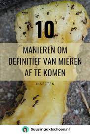 10 manieren om definitief van mieren af te komen mieren mieren verdelgen schoonmaaktips