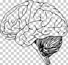 Mid to lower pons abducens nuclei. Brainstem Png Images Klipartz