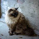60 Sassy Siamese Cat Names | PetHelpful