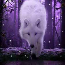 Jean blackish blue male wolf soft hearted but can be aggresive and angry at times is wolf wallpaper. Purple White Wolf With Purple Eyes 369802 Hd Wallpaper Backgrounds Download