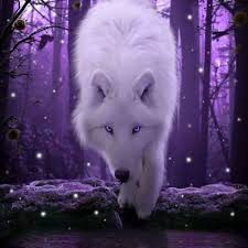 We have a massive amount of desktop and mobile backgrounds. Purple White Wolf With Purple Eyes 369802 Hd Wallpaper Backgrounds Download