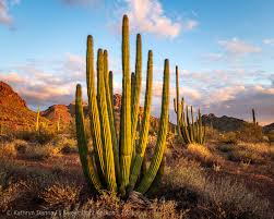 The official page for organ pipe cactus national. Why Sweet Light Photos