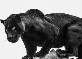 Puma se, branded as puma, is a german multinational corporation that designs and manufactures athletic and casual footwear, apparel and acce. Assurance Supplementaire Interne Puma Negliger Chaud Monter