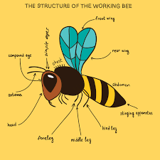 It is an obvious thing without any doubt that the funny trivia questions and answers will always motivate the children to learn, other than this the funny random trivia questions motivate teachers to teach with more energy and understanding. Bee Aware Honey Bee Lessons For The Classroom