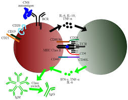Image result for B-Lymphocyte