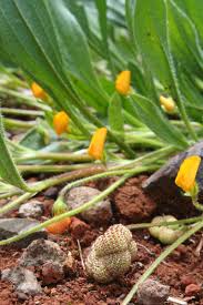 Image result for Tolpis capensis