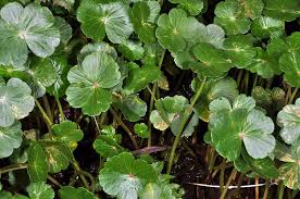 Image result for Hydrocotyle ranunculoides